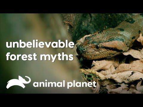 Breaking the myth of giant snake | Expedition Mungo | Animal Planet